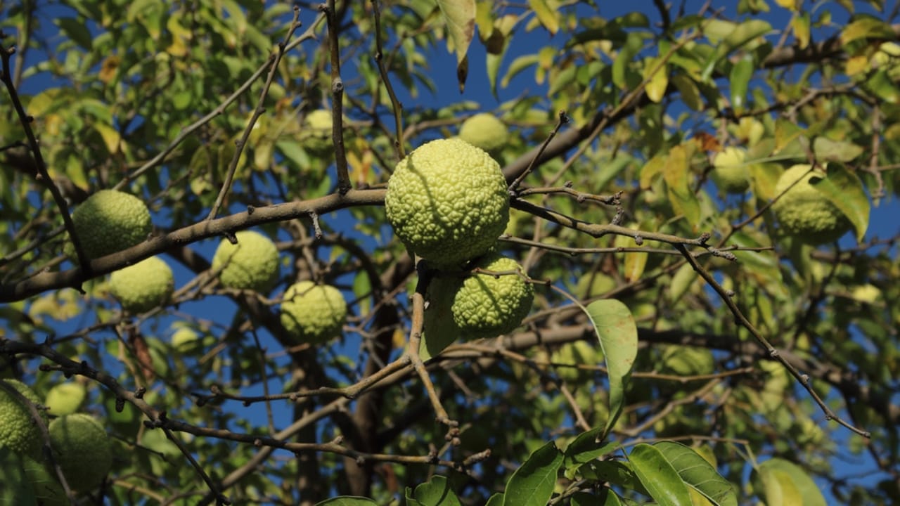 9 Creative Uses for Hedge Apples Around Your Home 4 9 Creative Uses for Hedge Apples Around Your Home - hedge apple dp319318532 dnoh