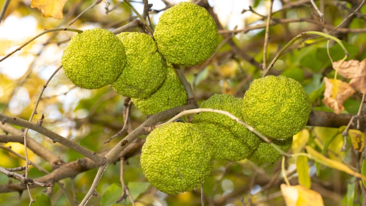 9 Creative Uses for Hedge Apples Around Your Home 7 9 Creative Uses for Hedge Apples Around Your Home - hedge apple dp330765584 dnoh