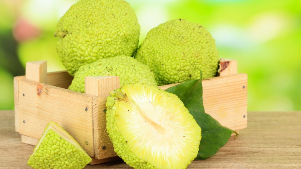 9 Creative Uses for Hedge Apples Around Your Home 8 9 Creative Uses for Hedge Apples Around Your Home - hedge apple dp33190189 dnoh