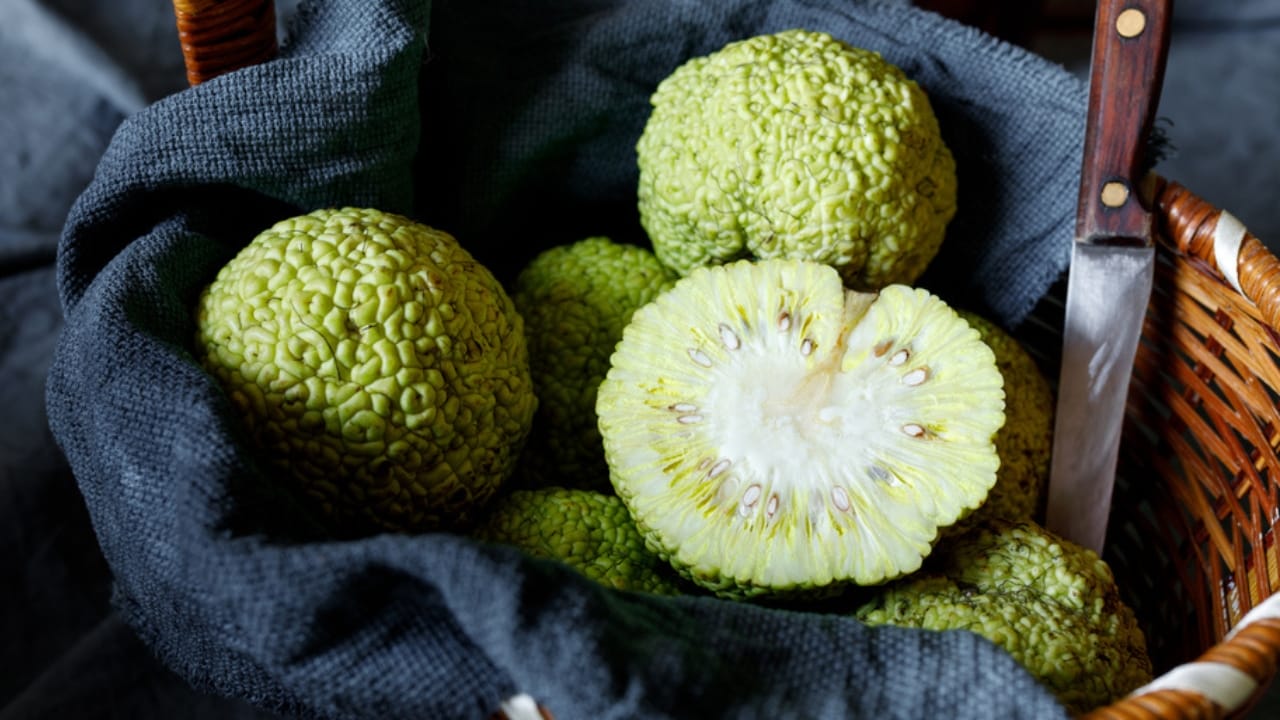 9 Creative Uses for Hedge Apples Around Your Home 2 9 Creative Uses for Hedge Apples Around Your Home - hedge apple dp405814576 dnoh