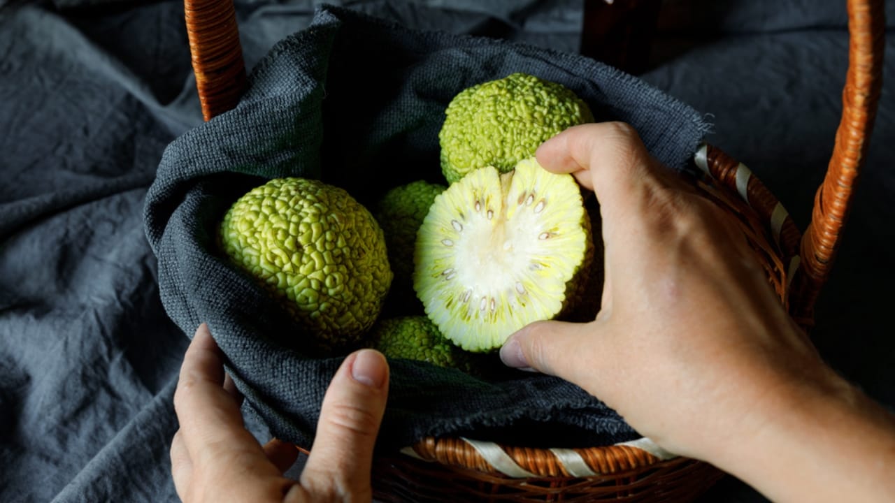 9 Creative Uses for Hedge Apples Around Your Home 3 9 Creative Uses for Hedge Apples Around Your Home - hedge apple dp405814590 dnoh