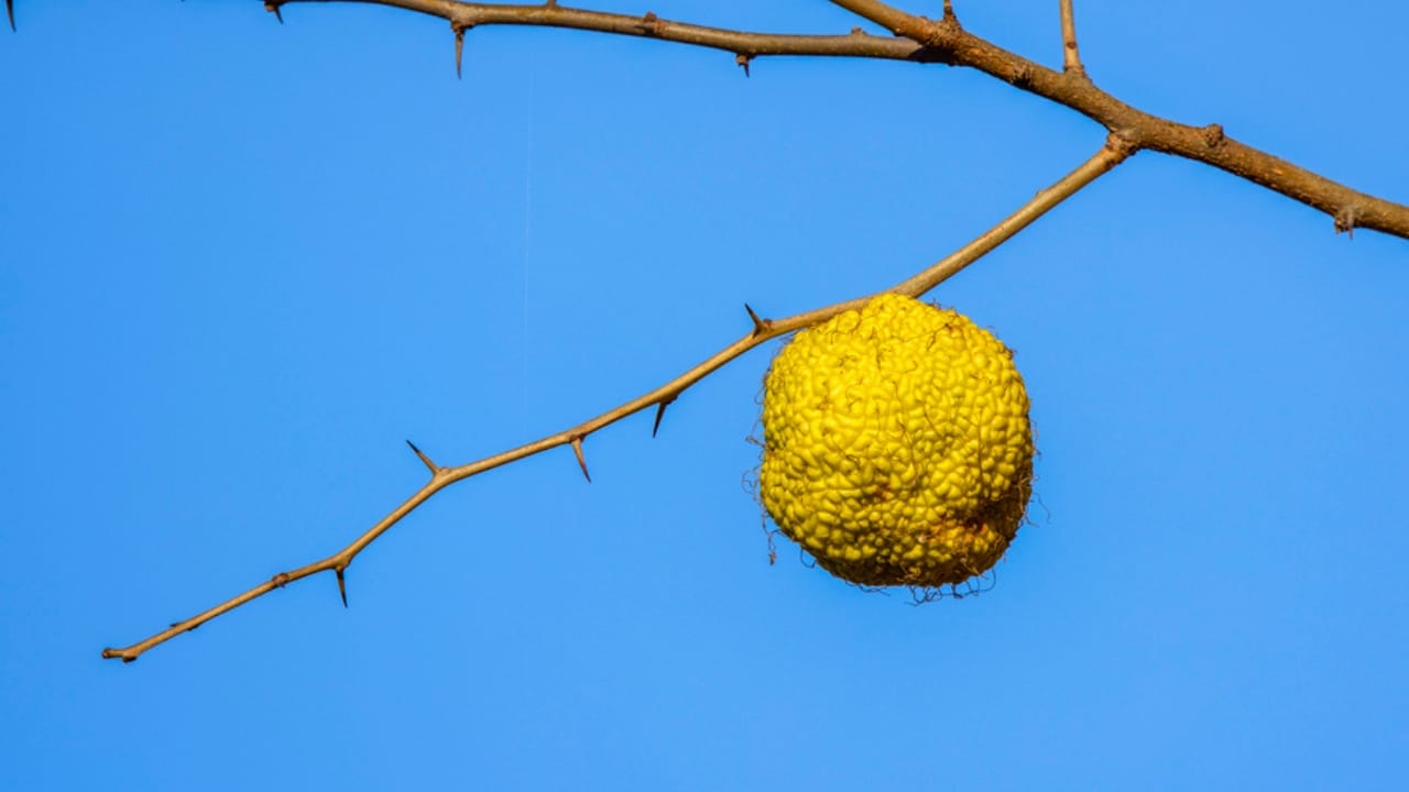 9 Creative Uses for Hedge Apples Around Your Home 10 9 Creative Uses for Hedge Apples Around Your Home - hedge apple dp528436096 dnoh