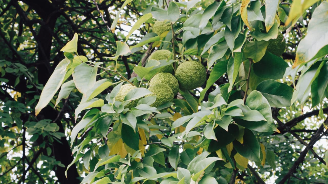 9 Creative Uses for Hedge Apples Around Your Home 5 9 Creative Uses for Hedge Apples Around Your Home - hedge apple dp614067546 dnoh