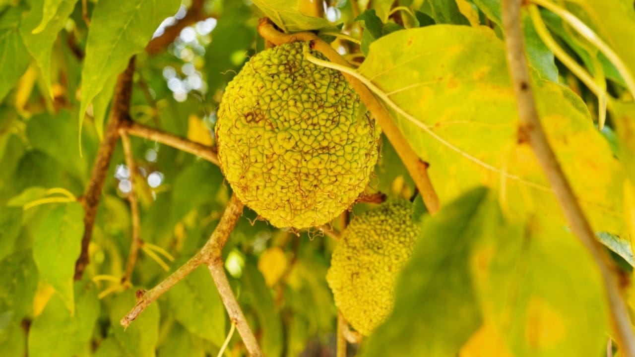 9 Creative Uses for Hedge Apples Around Your Home 9 9 Creative Uses for Hedge Apples Around Your Home - hedge apples ss2049099929 adyh