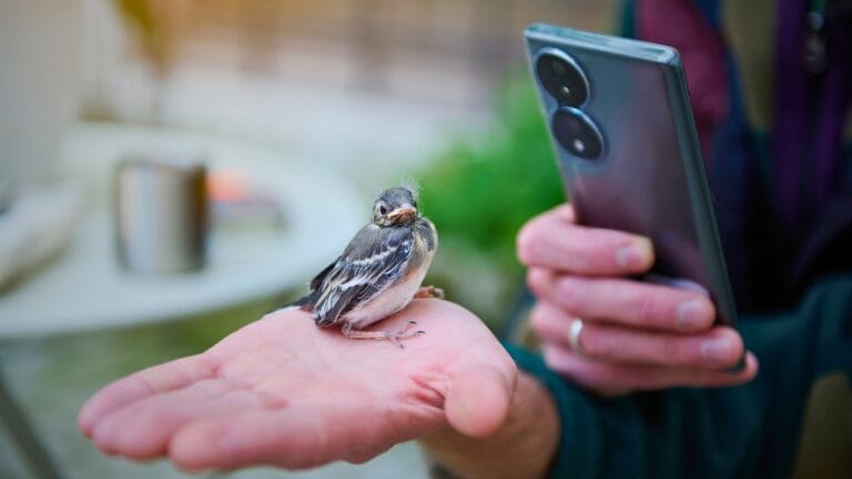 16 Wildlife Myths That Could Be Hurting Animals—and You 9 16 Wildlife Myths That Could Be Hurting Animals—and You - holding baby bird ss2462319873 degm