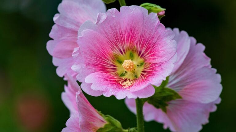 Why Hollyhocks Belong in Every Garden 3 Why Hollyhocks Belong in Every Garden - hollyhock growing in a garden ss1660082398 degm