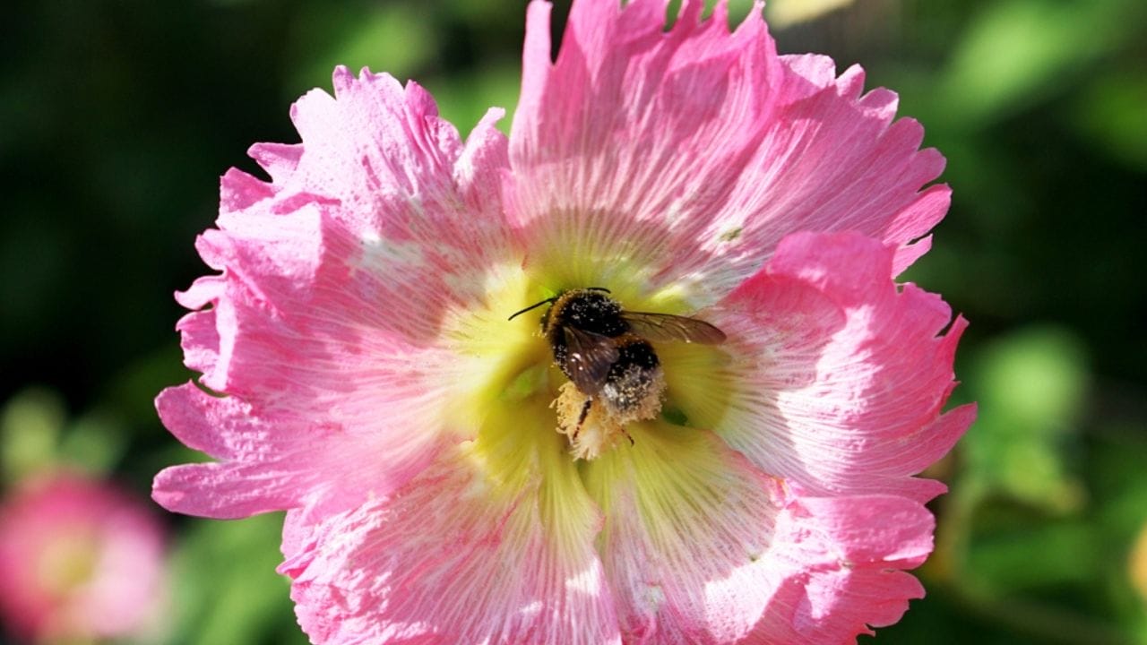 Why Hollyhocks Belong in Every Garden 7 Why Hollyhocks Belong in Every Garden - hollyhock bee ss2507472295 adyh