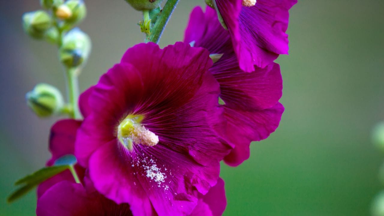 Why Hollyhocks Belong in Every Garden 10 Why Hollyhocks Belong in Every Garden -