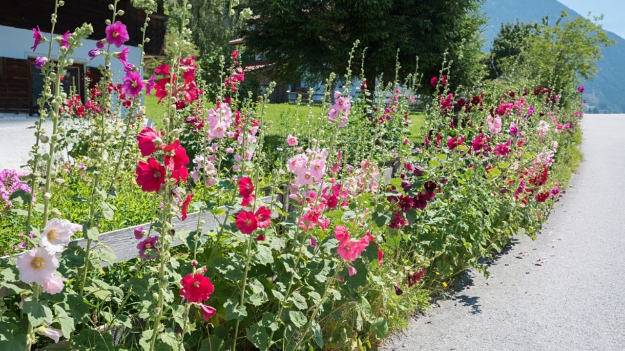 Why Hollyhocks Belong in Every Garden 15 Why Hollyhocks Belong in Every Garden - hollyhock fence ss2341046975 adyh