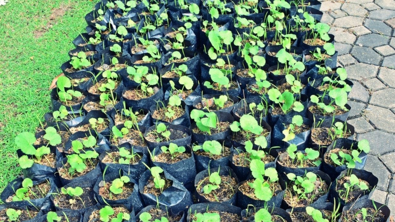 Why Hollyhocks Belong in Every Garden 18 Why Hollyhocks Belong in Every Garden - hollyhock fertilizer ss545258785 adyh