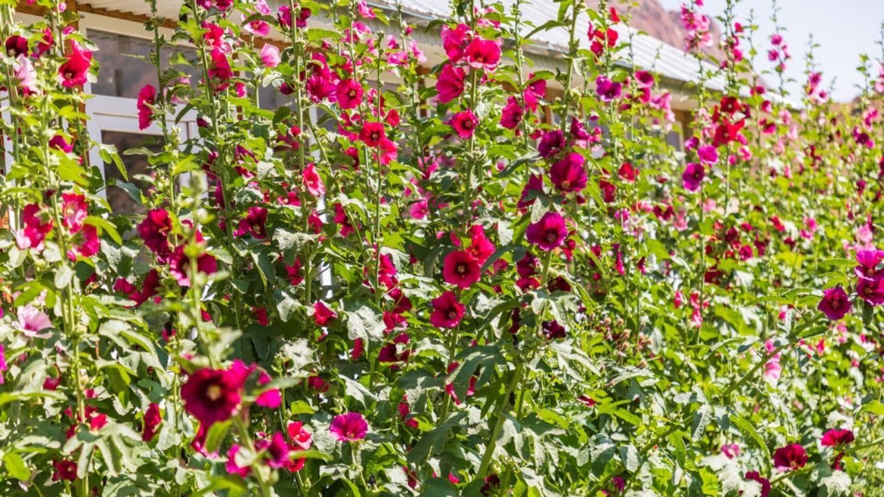 Why Hollyhocks Belong in Every Garden 19 Why Hollyhocks Belong in Every Garden - hollyhock flowers ss2066133944 adyh