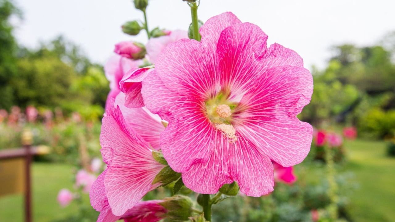 Why Hollyhocks Belong in Every Garden 9 Why Hollyhocks Belong in Every Garden - hollyhock leaves ss2279003213 adyh