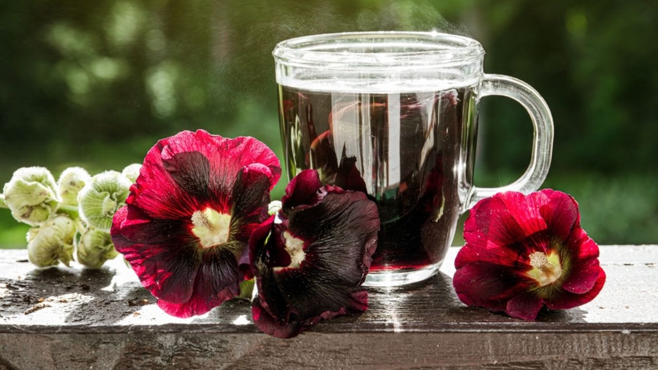 Why Hollyhocks Belong in Every Garden 12 Why Hollyhocks Belong in Every Garden - hollyhock medicinal ss2348648303 adyh