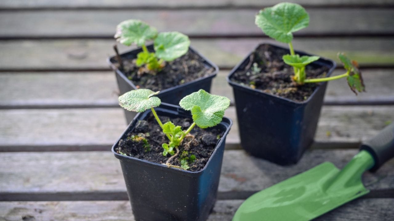 Why Hollyhocks Belong in Every Garden 8 Why Hollyhocks Belong in Every Garden - hollyhock plants ss2446337057 adyh