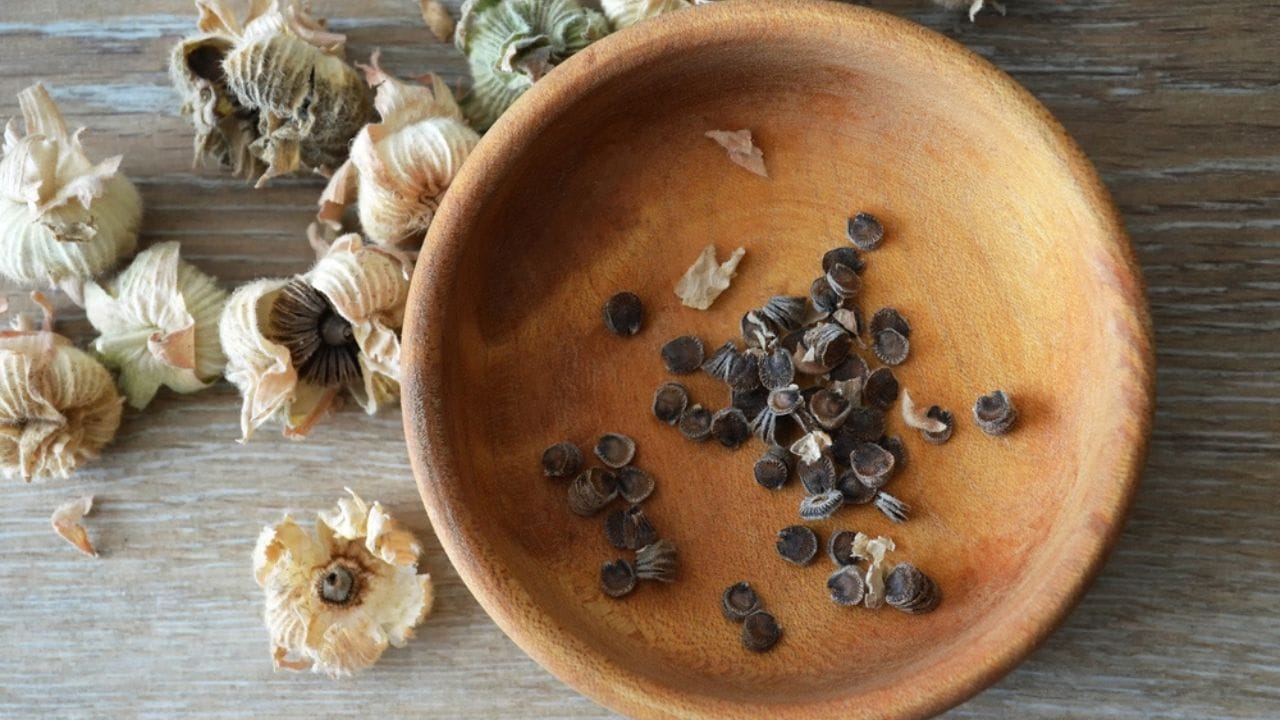 Why Hollyhocks Belong in Every Garden 16 Why Hollyhocks Belong in Every Garden - hollyhock seeds ss2191088971 adyh