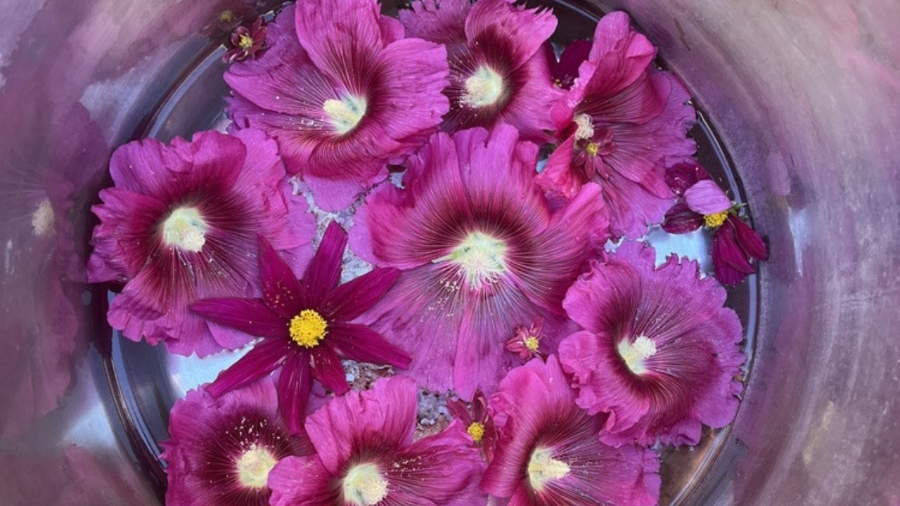 Why Hollyhocks Belong in Every Garden 13 Why Hollyhocks Belong in Every Garden - hollyhock water ss2512890371 adyh