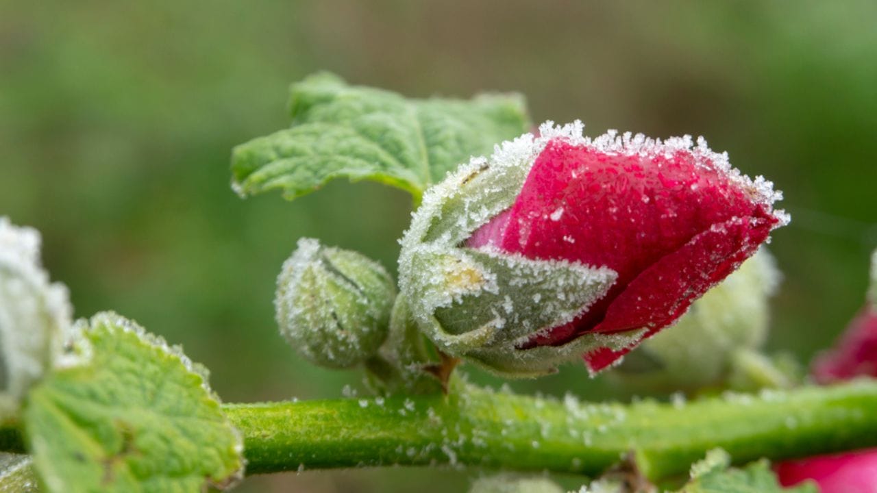 Why Hollyhocks Belong in Every Garden 20 Why Hollyhocks Belong in Every Garden - hollyhock winter ss1280851837 adyh