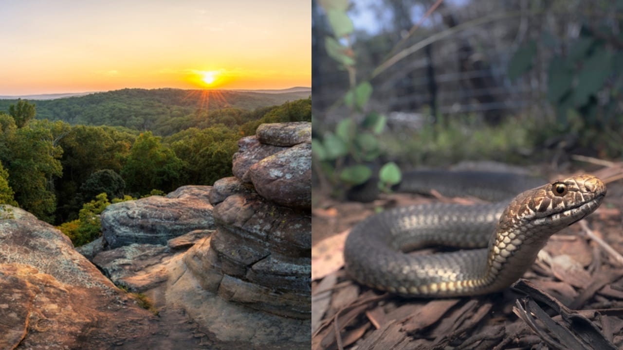 Copperhead Snake Hotspots: 25 States Where They Thrive 8 Copperhead Snake Hotspots: 25 States Where They Thrive - illinois ss356954318 Highlands copperhead ss1933005092 adyh