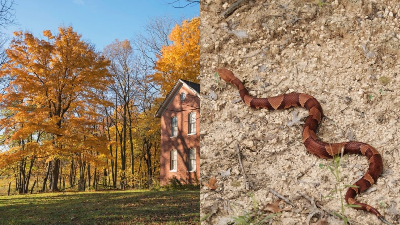 Copperhead Snake Hotspots: 25 States Where They Thrive 9 Copperhead Snake Hotspots: 25 States Where They Thrive - indiana homestead ss2219280837 Venomous copperhead snake ss2480001157 ss2480001157 adyh