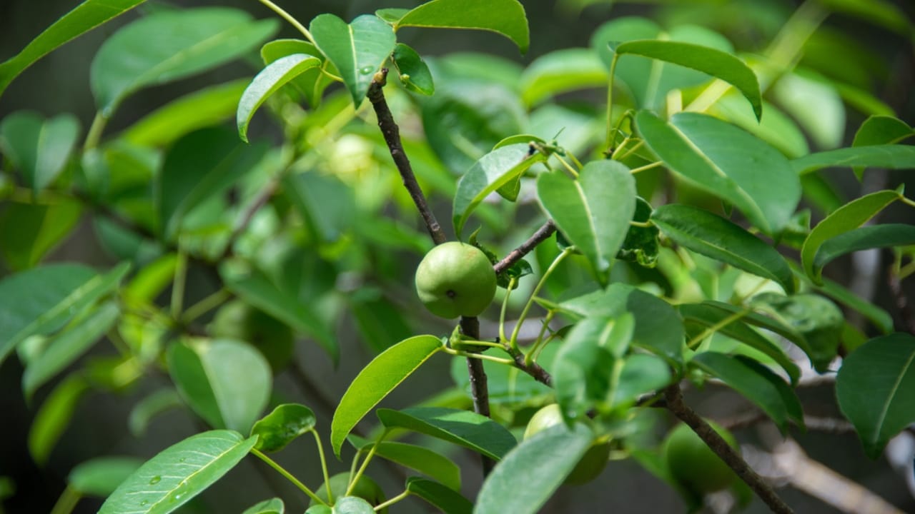 10 Deadly Facts About the World’s Most Dangerous Tree 7 10 Deadly Facts About the World’s Most Dangerous Tree - inhaling machineel ss681770557 adyh