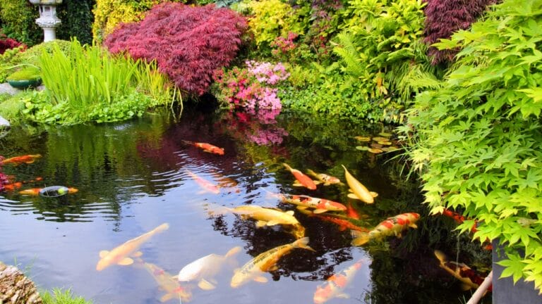 Koi Pond Design: 8 Steps to Get It Right the First Time - koi pond ss1461197747 degm