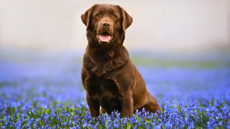Adventure Dogs: 15 Breeds That Thrive in Nature 9 Adventure Dogs: 15 Breeds That Thrive in Nature - labrador retriever dog ss2290135965 degm 1