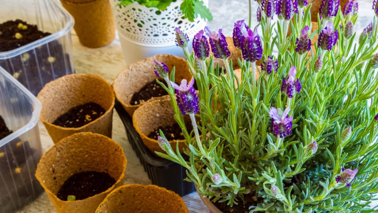 Bring Lavender Indoors: 10 Tips for Potted Perfection 12 Bring Lavender Indoors: 10 Tips for Potted Perfection - lavender and pots dp87017522 dnoh