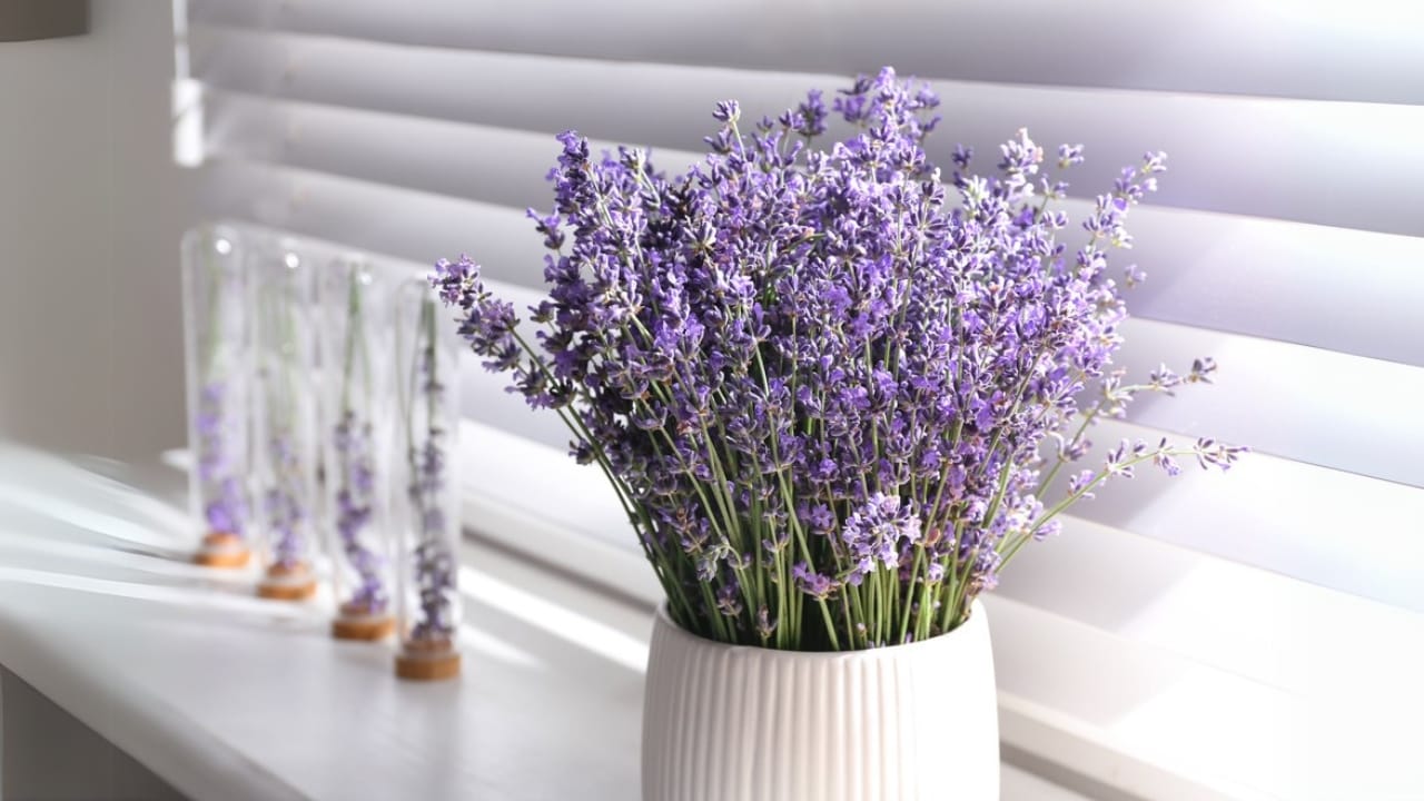 Turn Your Yard Into a Fragrant Paradise With These 15 Plants 4 Turn Your Yard Into a Fragrant Paradise With These 15 Plants - lavender in pot dp401095850 dnoh