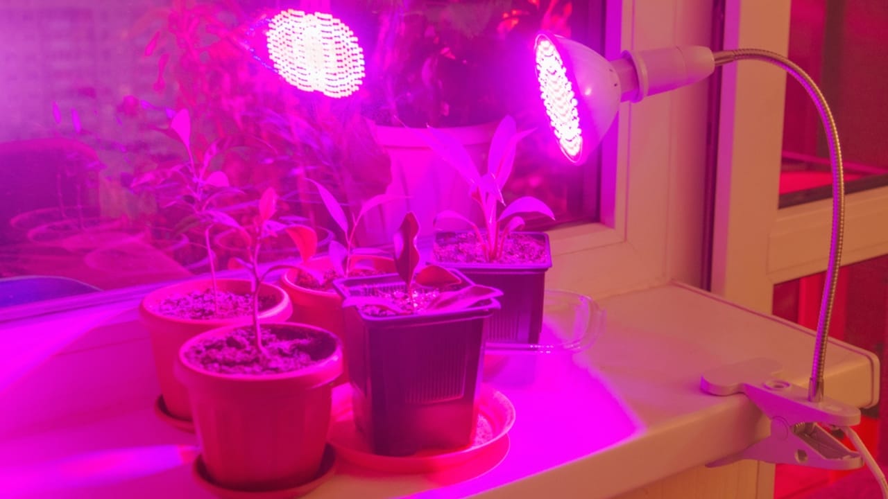 Bathroom Plants Made Easy: 15 Care Tips for a Lush Look 5 Bathroom Plants Made Easy: 15 Care Tips for a Lush Look - led on bathroom plants dp411406966 dnoh