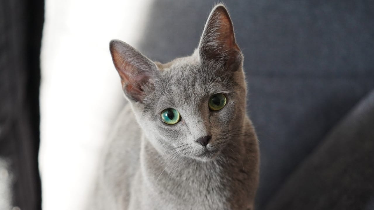 The 10 Most Popular Cat Names in the U.S. Right Now 6 The 10 Most Popular Cat Names in the U.S. Right Now - lucy cat ss2298856351