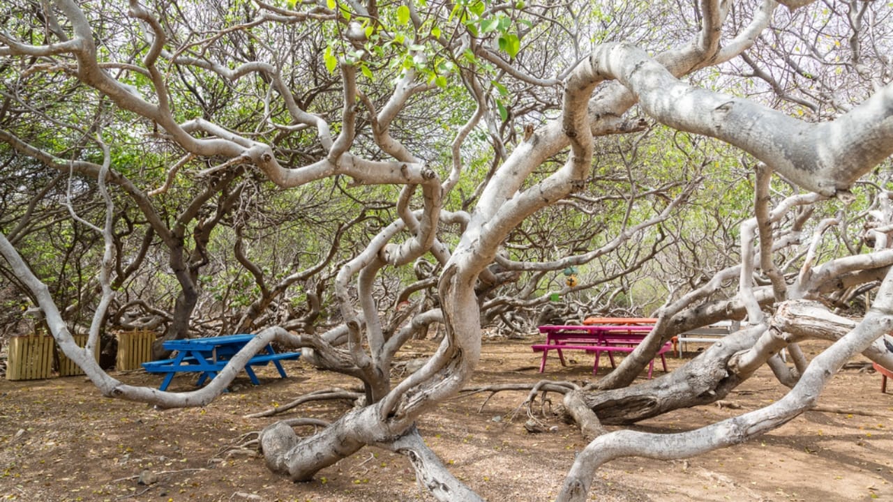 10 Deadly Facts About the World’s Most Dangerous Tree 3 10 Deadly Facts About the World’s Most Dangerous Tree - machineel tree ss300665492 adyh