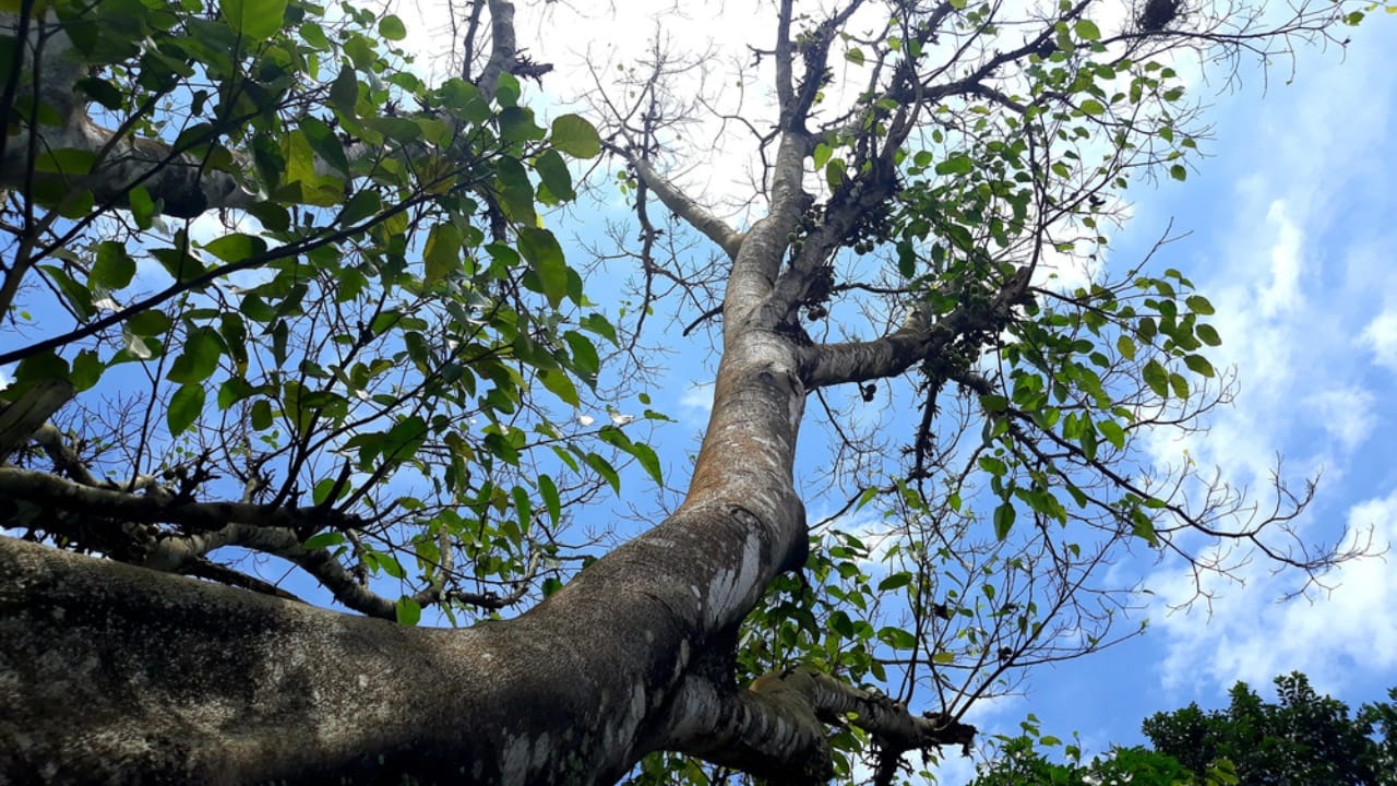 10 Deadly Facts About the World’s Most Dangerous Tree 4 10 Deadly Facts About the World’s Most Dangerous Tree - machineel wood ss1921897214 adyh