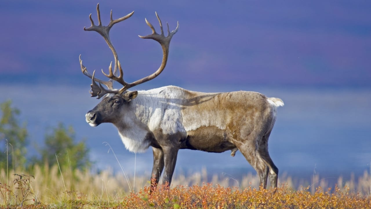 15 Mammals Thriving Where Few Can Survive 13 15 Mammals Thriving Where Few Can Survive - male Caribou grazing dp75484131 dnoh