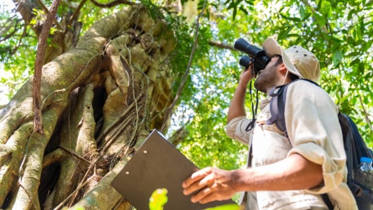 19 American Tree Species at Risk of Extinction 2 19 American Tree Species at Risk of Extinction - man ecologist national park environmentalist ss2316872969 dpdgm