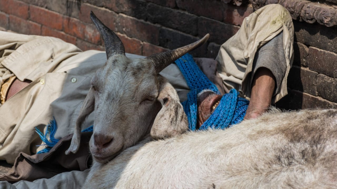 Ingenious Ways Medieval People Stayed Warm Through Winter 9 Ingenious Ways Medieval People Stayed Warm Through Winter - man sleeping with goat ss1483272962 dnoh