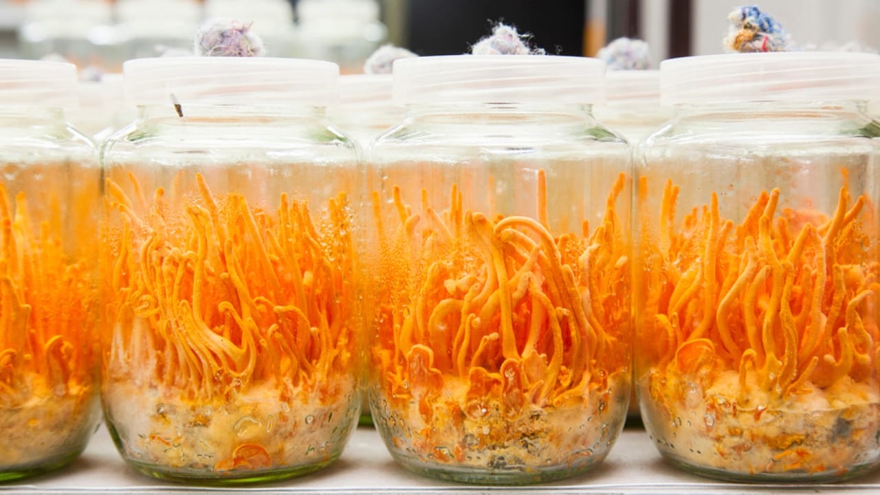 Caterpillar Fungus May Hold the Secret to Fighting Cancer 5 Caterpillar Fungus May Hold the Secret to Fighting Cancer - mechanism of cordyceps dp13379815 dnoh