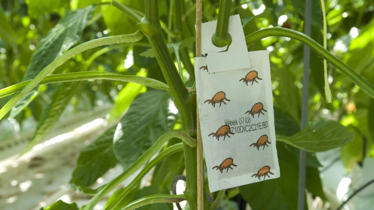 Pepper Plants That Last for Years? Here’s How to Do It 9 Pepper Plants That Last for Years? Here’s How to Do It - mite control in pepper plants dp30489477 dnoh