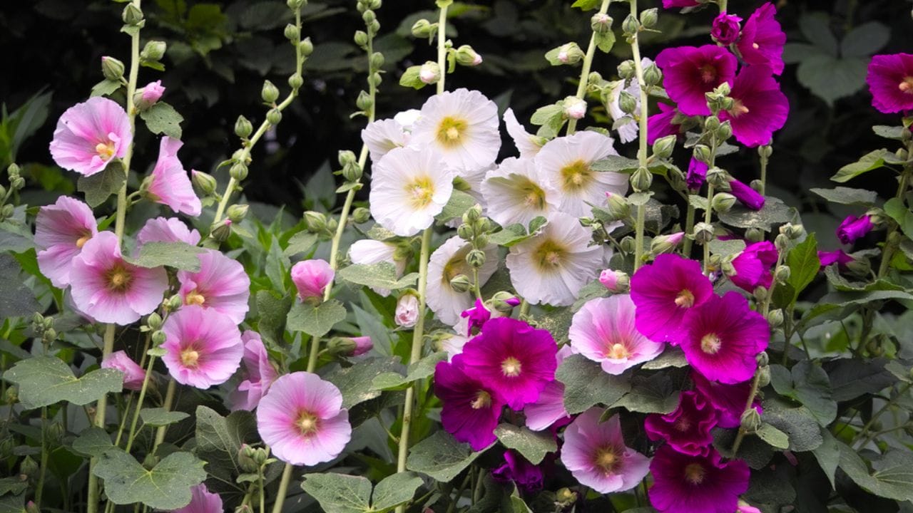 Why Hollyhocks Belong in Every Garden 21 Why Hollyhocks Belong in Every Garden -