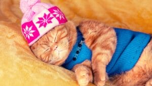 Keeping Cats Warm in Winter: Tips Every Owner Should Follow 1 Keeping Cats Warm in Winter: Tips Every Owner Should Follow - orange cat sleeping wearing clothes dp750150966 dnoh