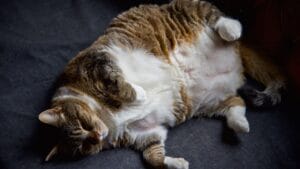 61% of Cats are Overweight: 9 Signs Your Feline Needs Help 1 61% of Cats are Overweight: 9 Signs Your Feline Needs Help - overweight tabby cat ss1973218721 degm