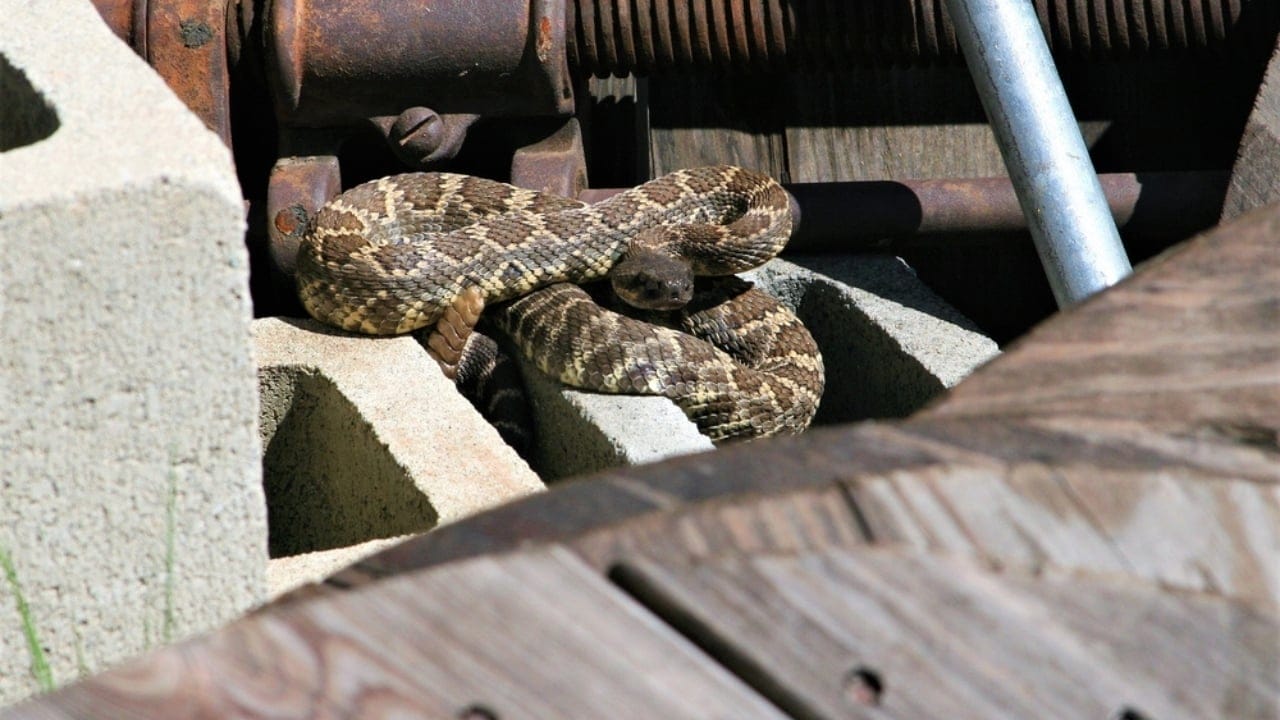 13 Ways Your Home Could Be Inviting Snakes Inside 13 13 Ways Your Home Could Be Inviting Snakes Inside - pacific rattle snake in the yard ss757622761 adyh