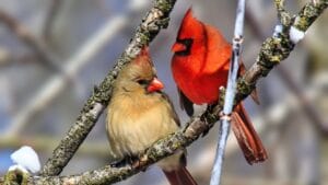 Attract Birds by Transforming Your Yard Into a Mini Nature Reserve 1 Attract Birds by Transforming Your Yard Into a Mini Nature Reserve - pair of cardinal birds dp547829462 dnoh
