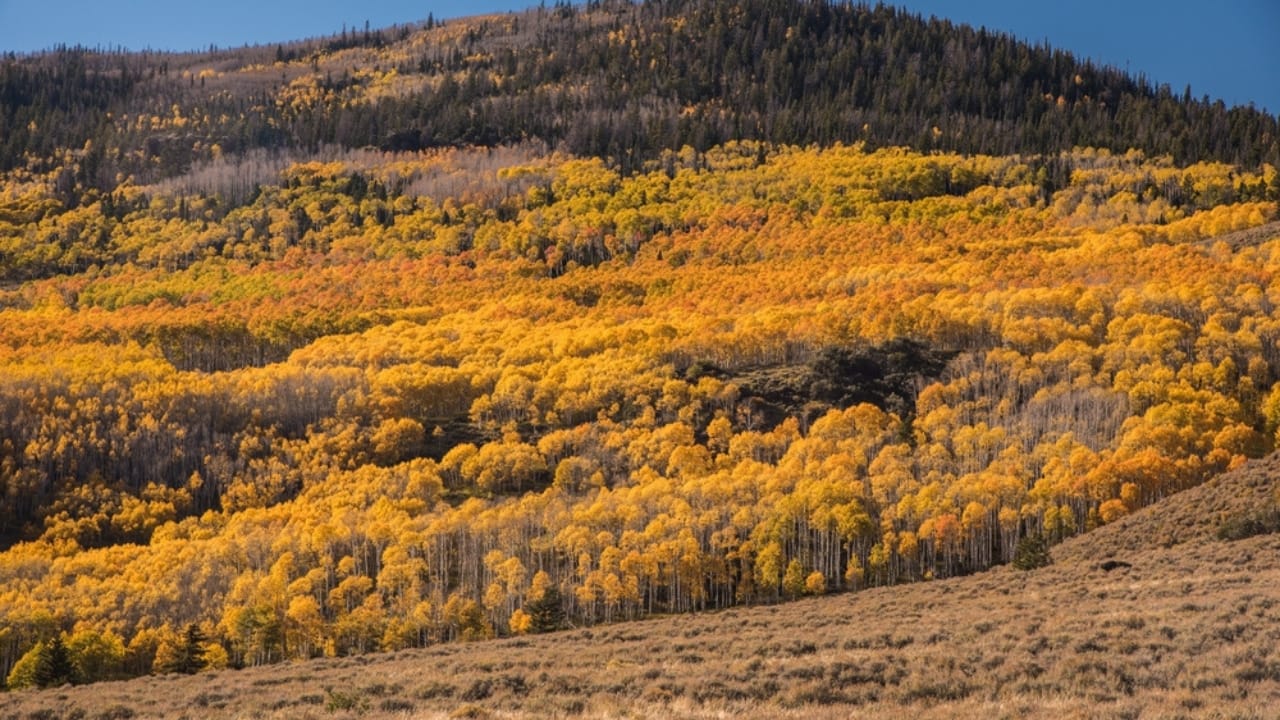 Saving Pando: The Fight to Protect the World’s Largest Living Thing 4 Saving Pando: The Fight to Protect the World’s Largest Living Thing - pando forest ss2372848569 dnoh