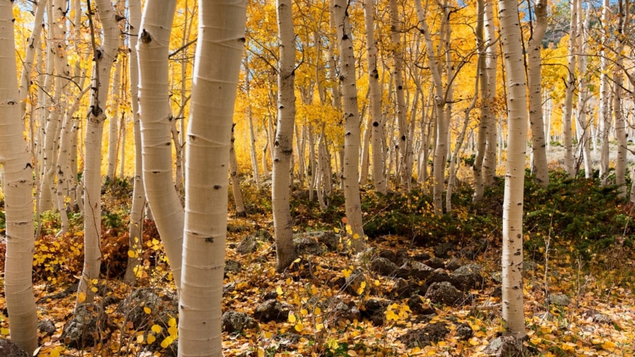 Saving Pando: The Fight to Protect the World’s Largest Living Thing 5 Saving Pando: The Fight to Protect the World’s Largest Living Thing - pando tree branch ss2228032449 dnoh