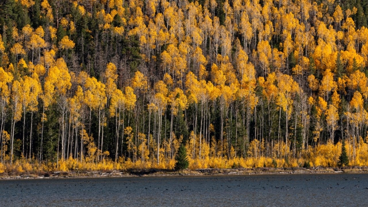 Saving Pando: The Fight to Protect the World’s Largest Living Thing 2 Saving Pando: The Fight to Protect the World’s Largest Living Thing - pando tree ss2228032439 dnoh