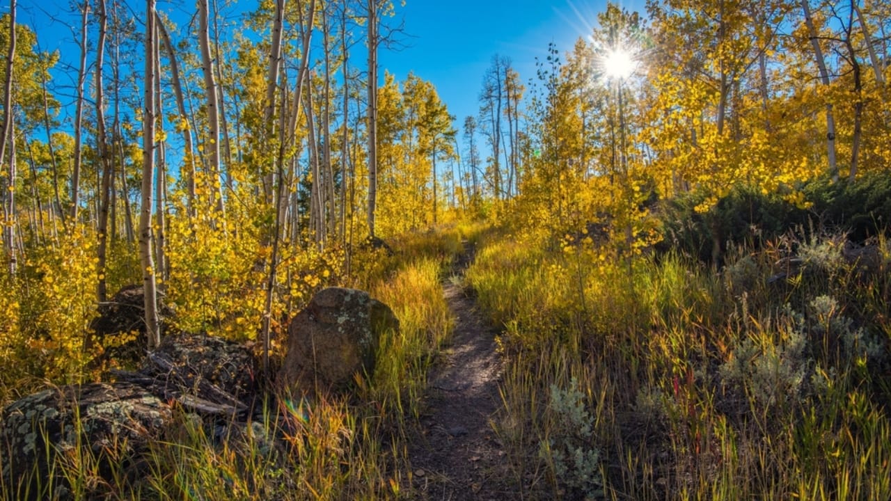 Saving Pando: The Fight to Protect the World’s Largest Living Thing 6 Saving Pando: The Fight to Protect the World’s Largest Living Thing - pando tree with grass ss2372848573 dnoh