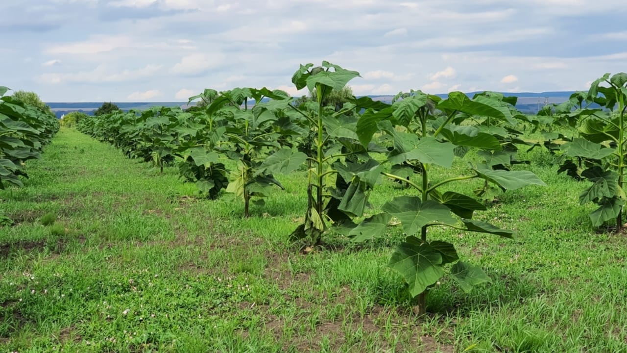 The World&rsquo;s Fastest-Growing Tree Could Change Everything - paulownia tree ss2338296953 dpdgm