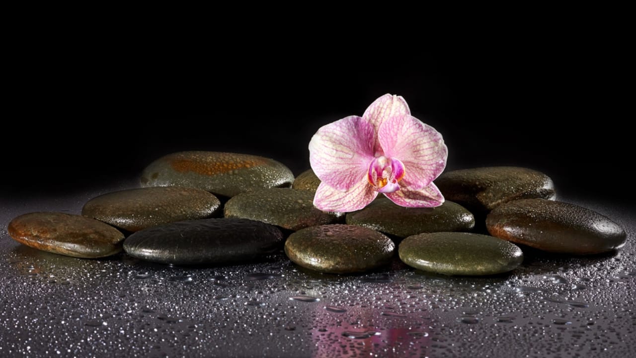 Bathroom Plants Made Easy: 15 Care Tips for a Lush Look - pebbles and orchid dp57865915 dnoh