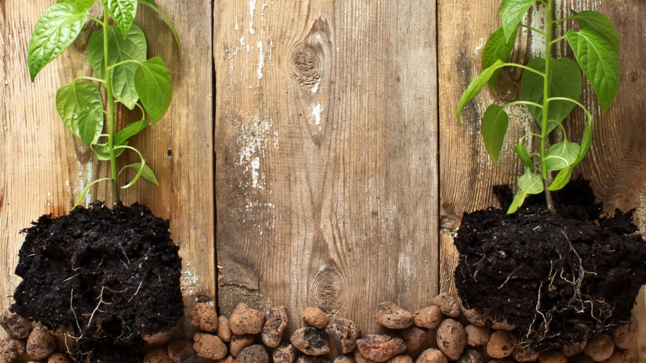 Pepper Plants That Last for Years? Here’s How to Do It - pepper plant roots seedling dp67612571 dnoh