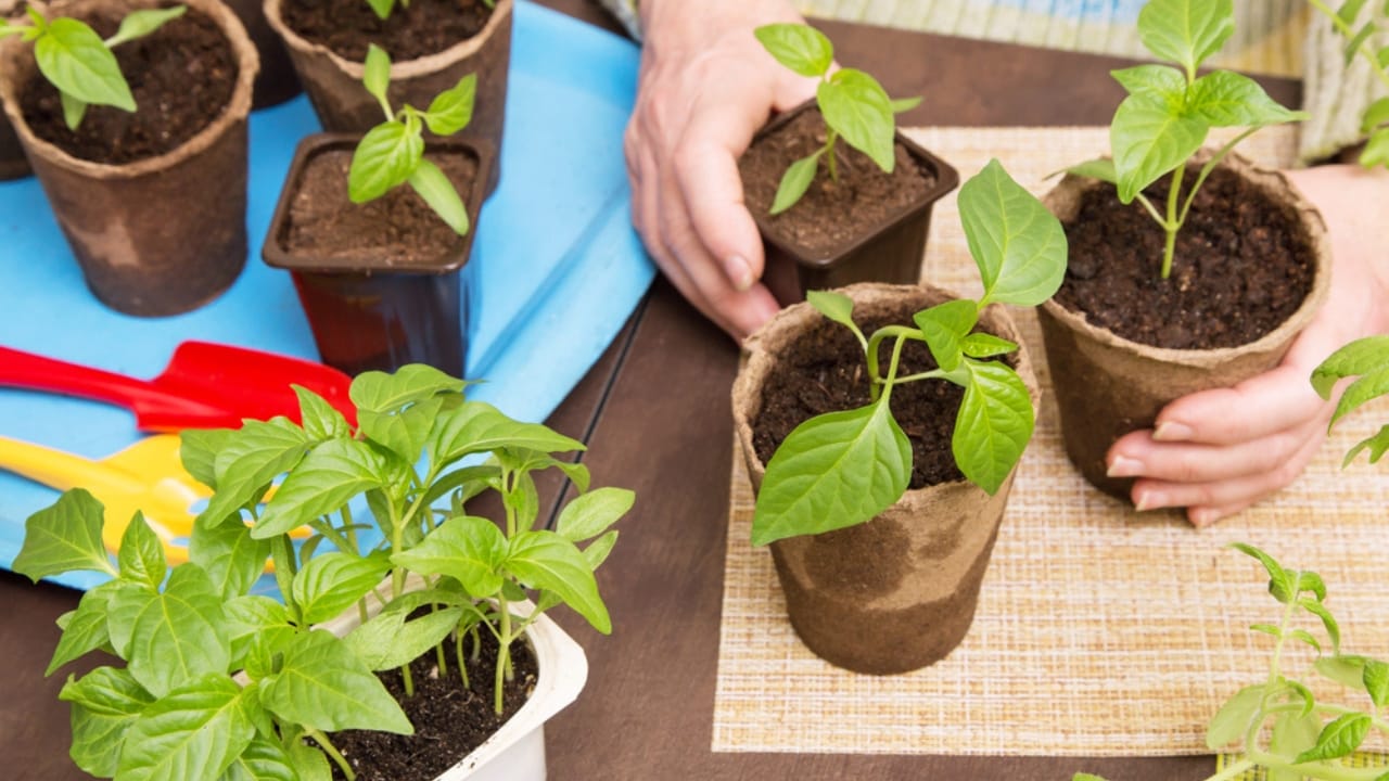 Pepper Plants That Last for Years? Here’s How to Do It - pepper plants in pots dp470676840 dnoh